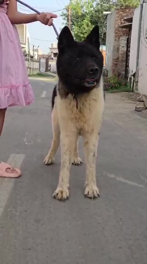 Akita Inu Puppy, farm video