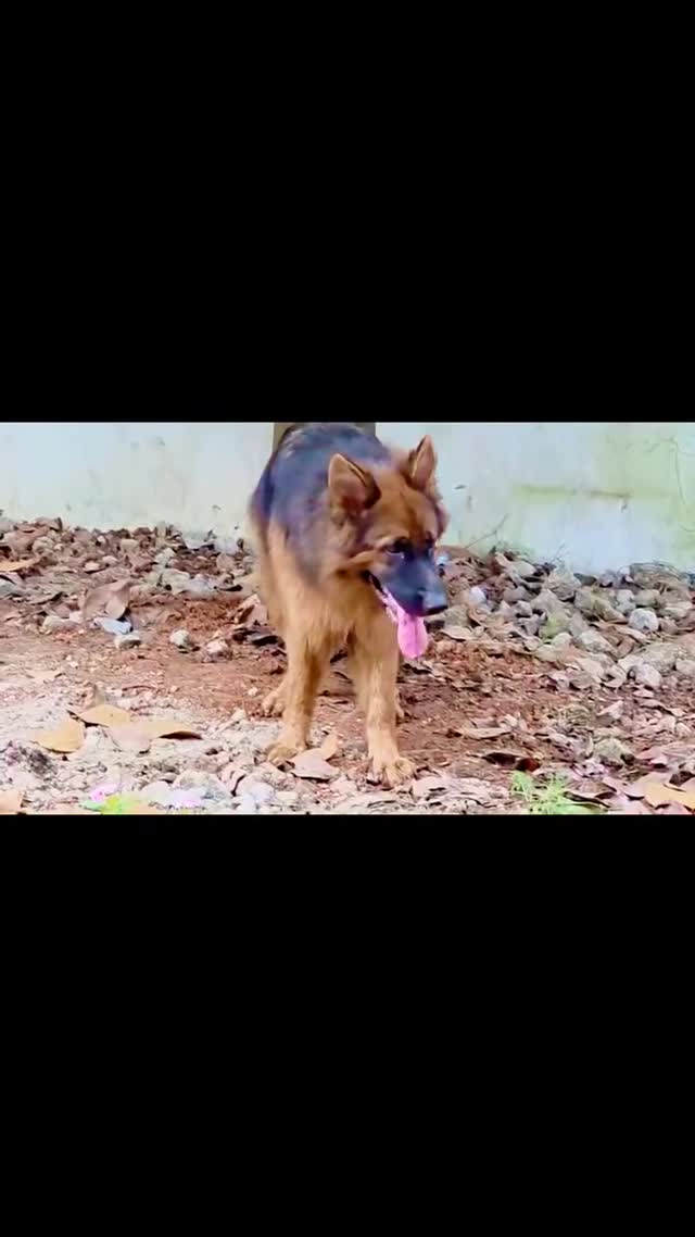 German Shepherd Puppy | Z Black, farm video
