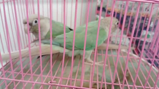 Pineapple Headed Conure, farm video