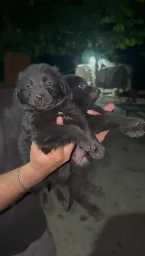 German Shepherd Puppy, farm video