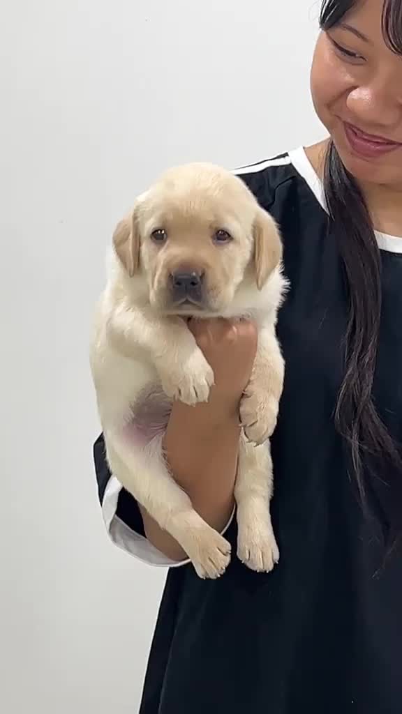 Beagle Black & Tan Puppy, farm video