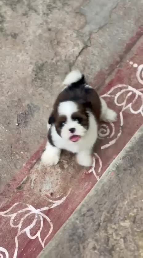 Shih Tzu | Black Color, farm video