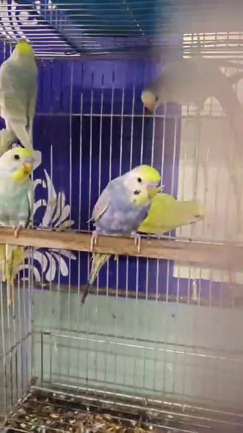 Budgies, farm video