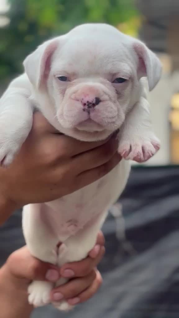 French Bulldog Puppy | White, farm video