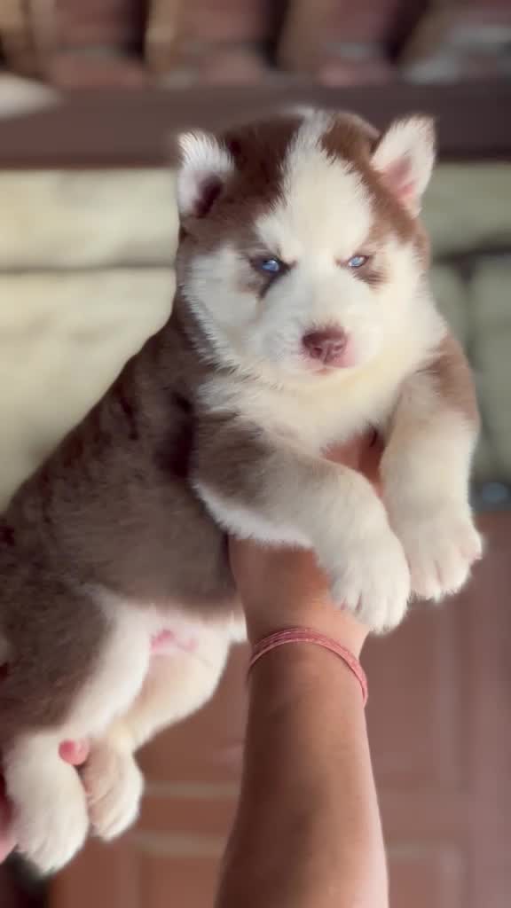 Siberian Husky Puppy | Black & White Color, farm video