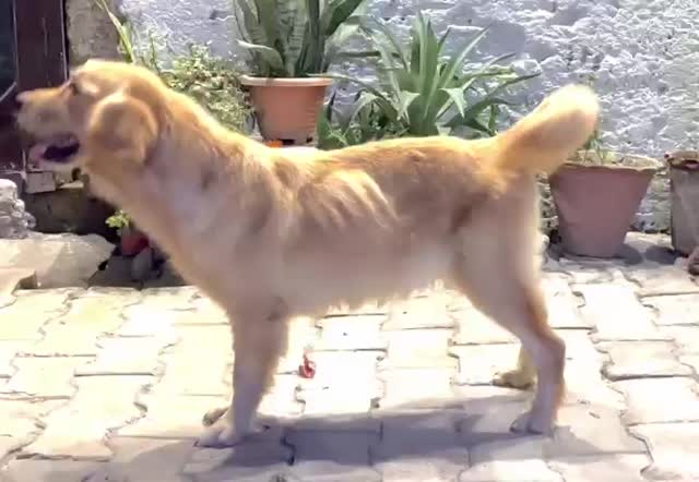 Dachshund Puppy, farm video