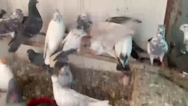 Homer Pigeon, farm video