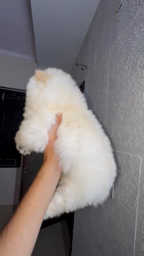 Chow Chow Puppy | Black Color, farm video