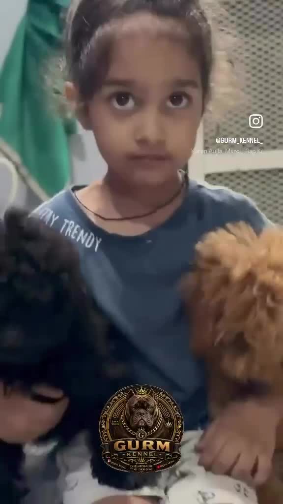 Standard Poodle Puppy, farm video