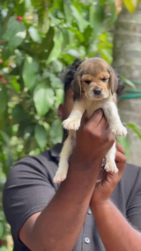 Beagle | Lemon & White | Puppy, farm video