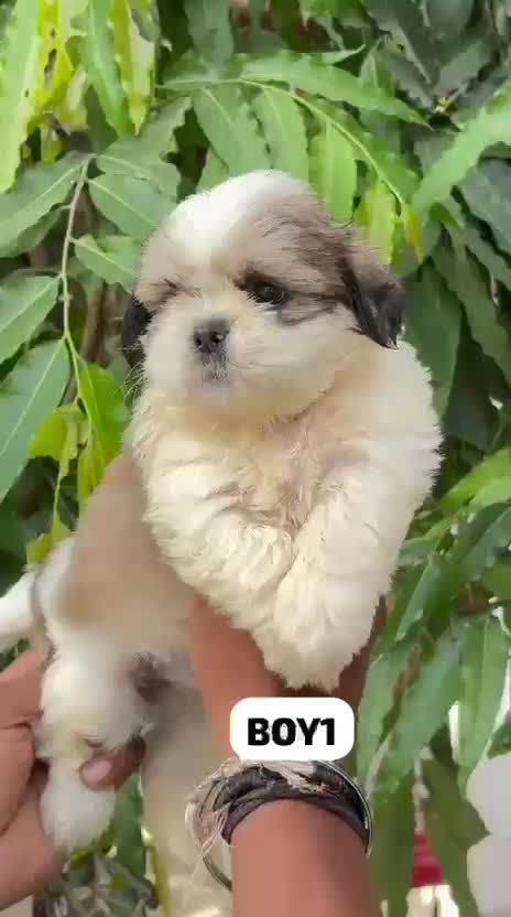 Shih Tzu Puppy Brown & White, farm video