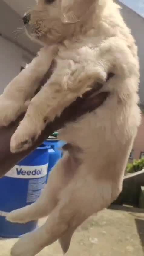 Golden Retriever, farm video