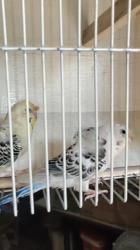 Hogoromo Budgies, farm video