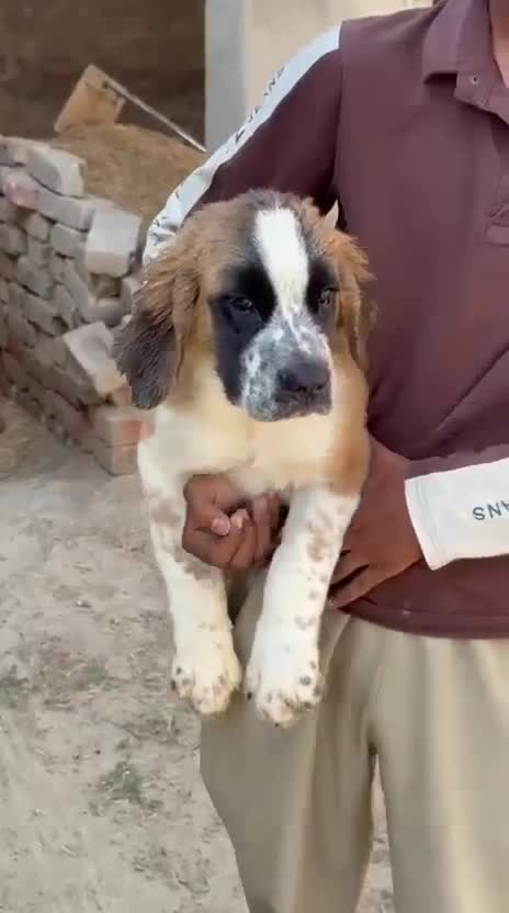 Saint Bernard Puppy, farm video