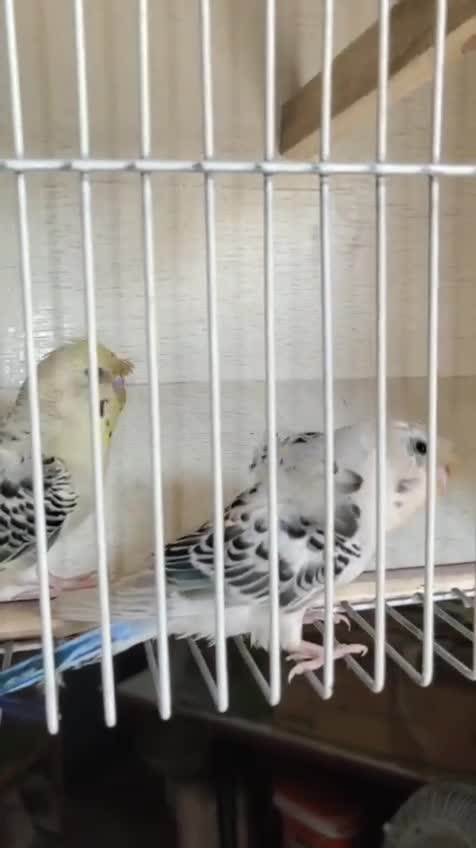 Hogoromo Budgies, farm video