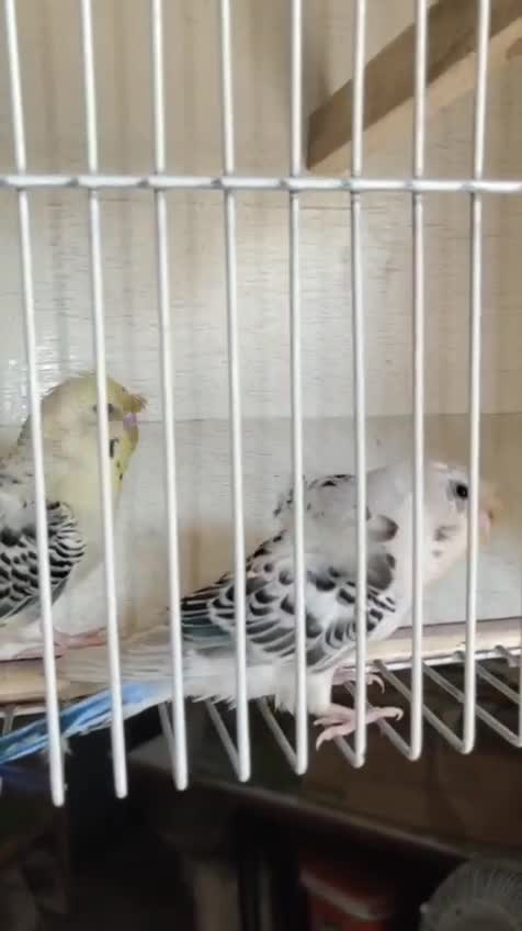 Hogoromo Budgies, farm video