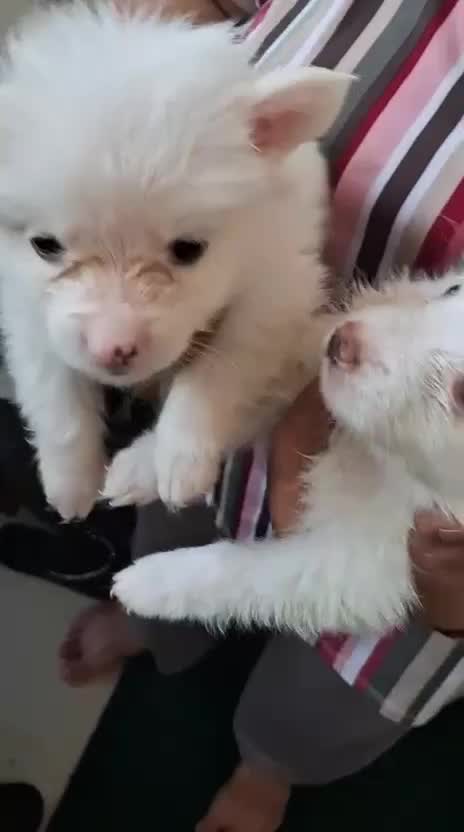 Culture Pom Puppy, farm video
