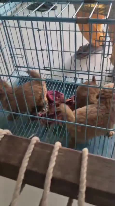 Standard Poodle Puppy, farm video