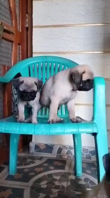 Pug Puppy | Black Color, farm video