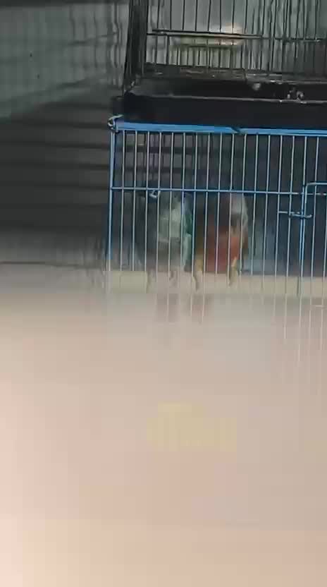 Dachshund Puppy, farm video
