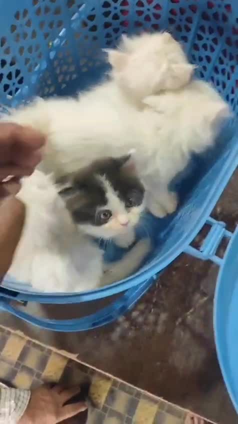 Persian, farm video