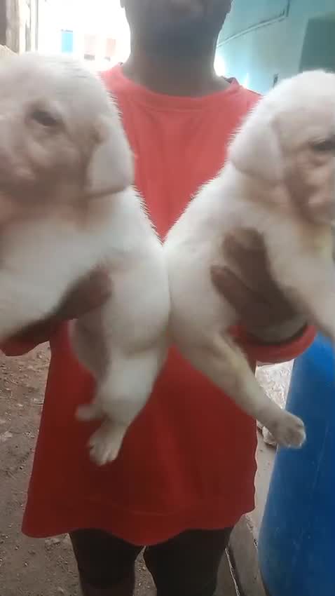 Beagle Black & Tan Puppy, farm video