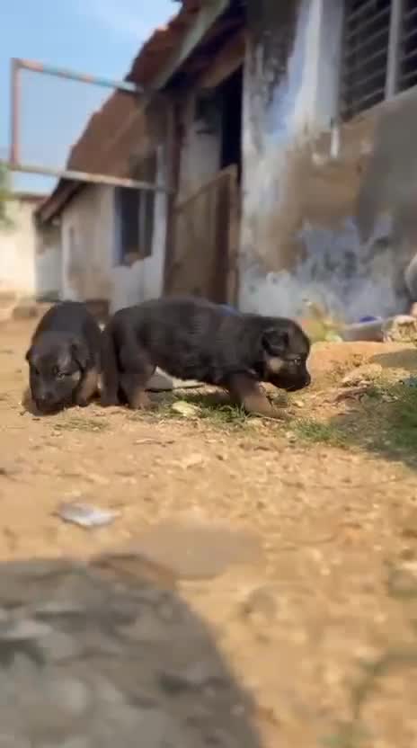 German Shepherd Puppy | Z Black, farm video