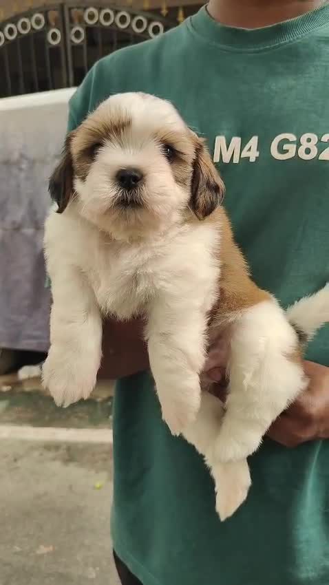 Shih Tzu | Tri Color Puppy, farm video