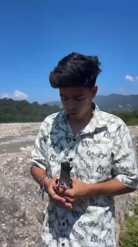 Homer Pigeon, farm video