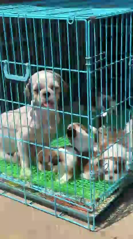 Shih Tzu | Black & White Color, farm video
