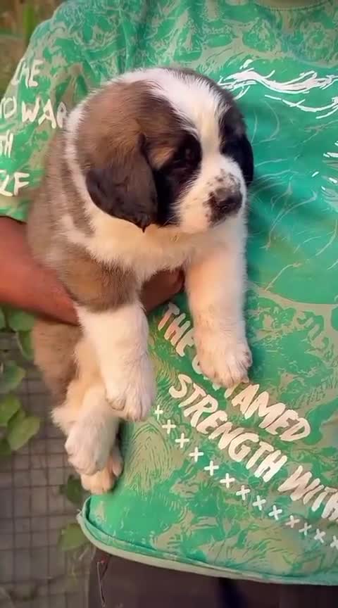 Saint Bernard Puppy, farm video
