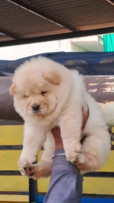 Chow Chow Puppy | Black Color, farm video