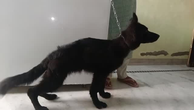 German Shepherd Puppy, farm video