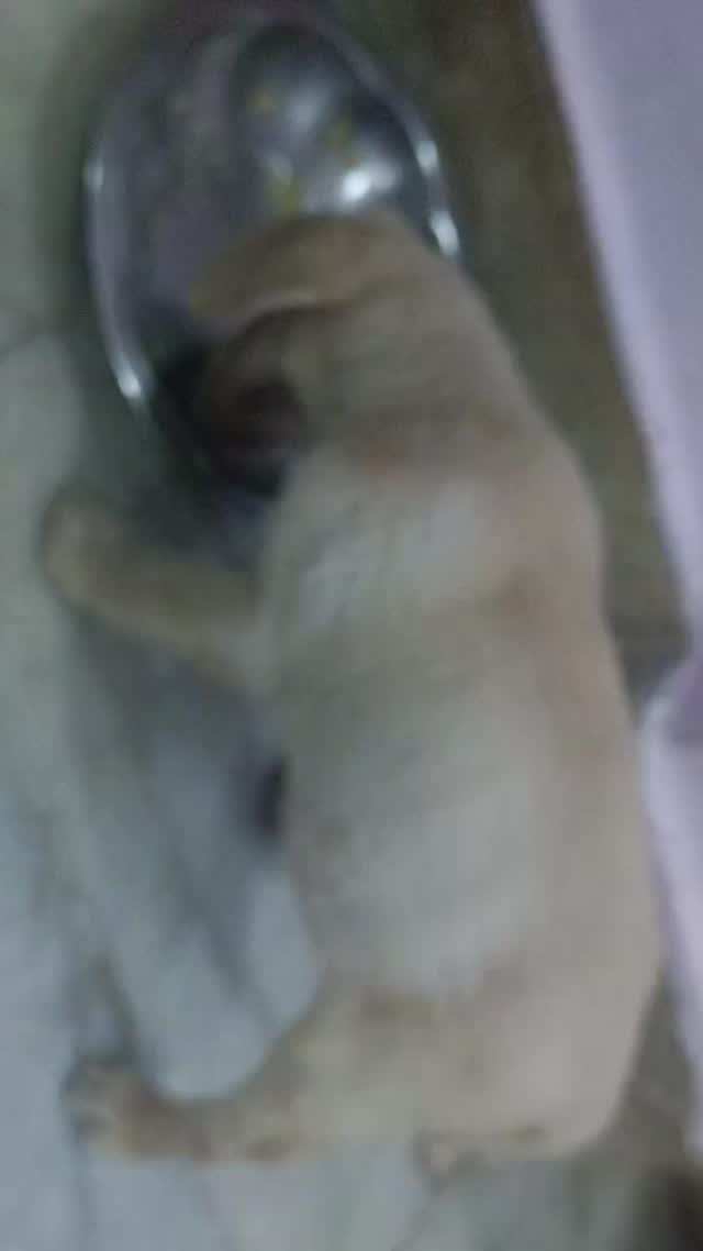 Culture Pom Puppy | Orange Color, farm video