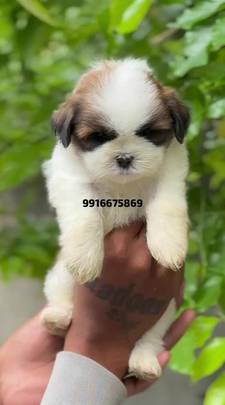 Shih Tzu | Black & White Color, farm video