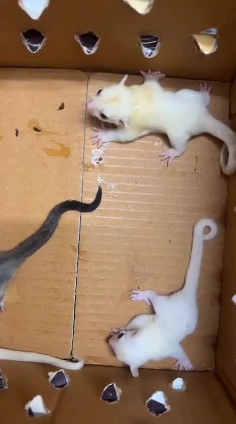 Sugar Glider | Grey, farm video