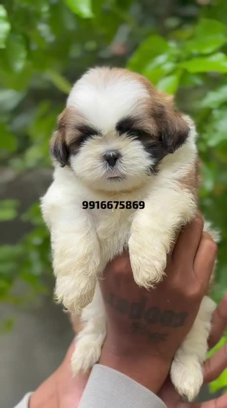 Shih Tzu | Tri Color Puppy, farm video