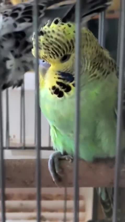 Budgies, farm video