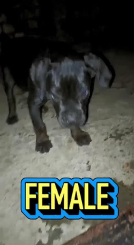 Dachshund Puppy, farm video