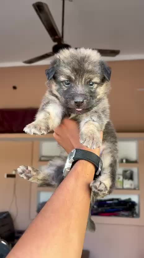 German Shepherd Puppy, farm video