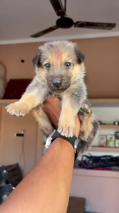 German Shepherd Puppy, farm video