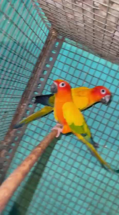 Sun Conure, farm video