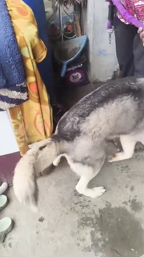 Siberian Husky Puppy | Copper & White Color, farm video
