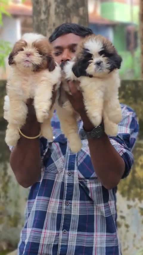 Shih Tzu | Tri Color Puppy, farm video
