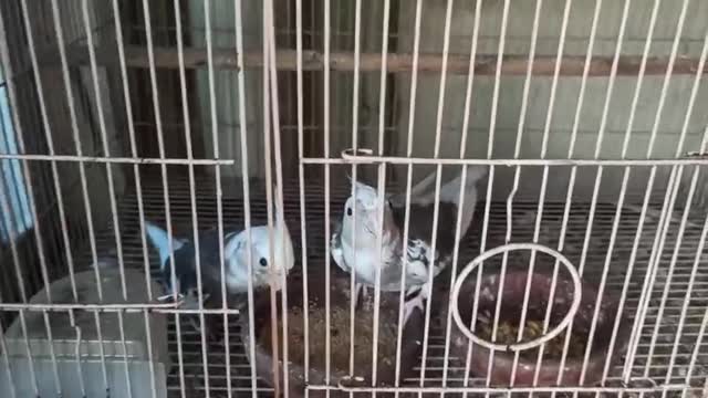 Cockatiel, farm video