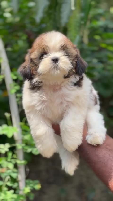 Shih Tzu Puppy Brown & White, farm video