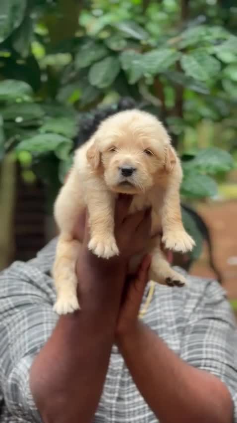 Golden Retriever, farm video