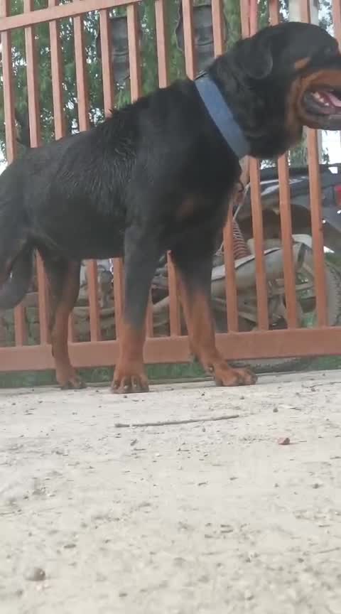 Rottweiler Puppy, farm video