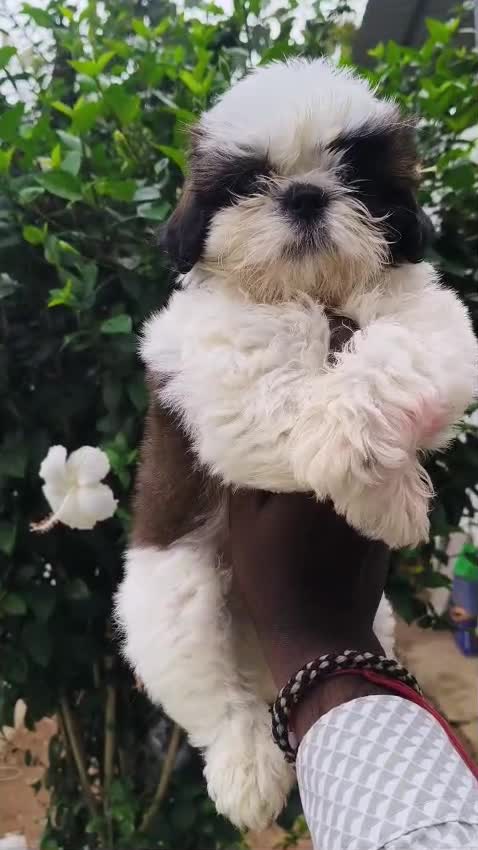 Shih Tzu Puppy Brown & White, farm video