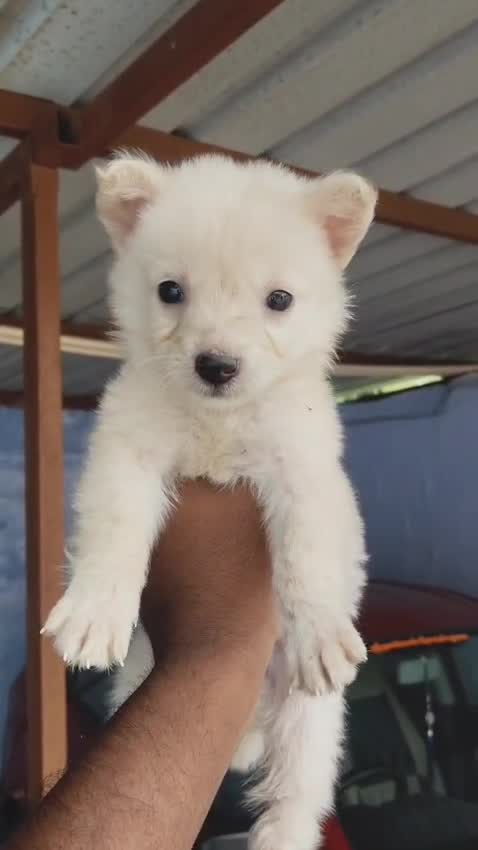 Culture Pom Puppy, farm video